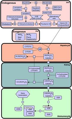 Evolutionary Origin of the Interferon–Immune Metabolic Axis: The Sterol–Vitamin D Link